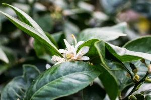 lemon flower