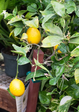 Lemon plant