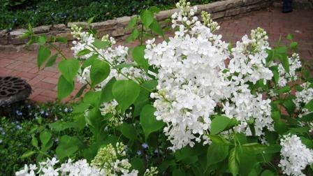 White lilac flowers