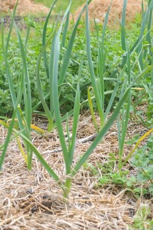 Garlic plants