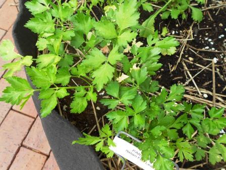 Parsley (flat leaf)