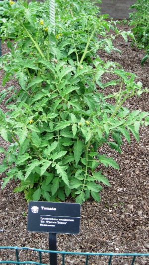 Tomato plant